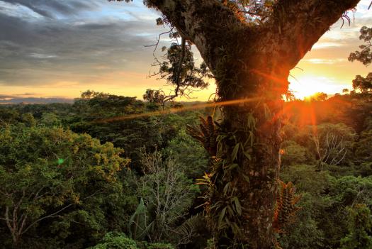 Yasuni Nationalpark